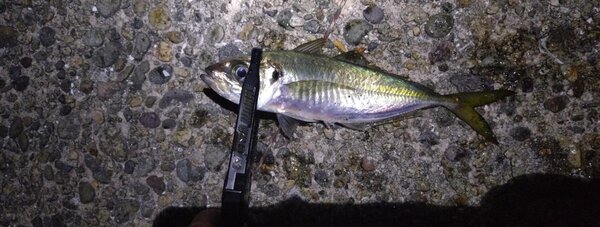 メディア (3).jpg