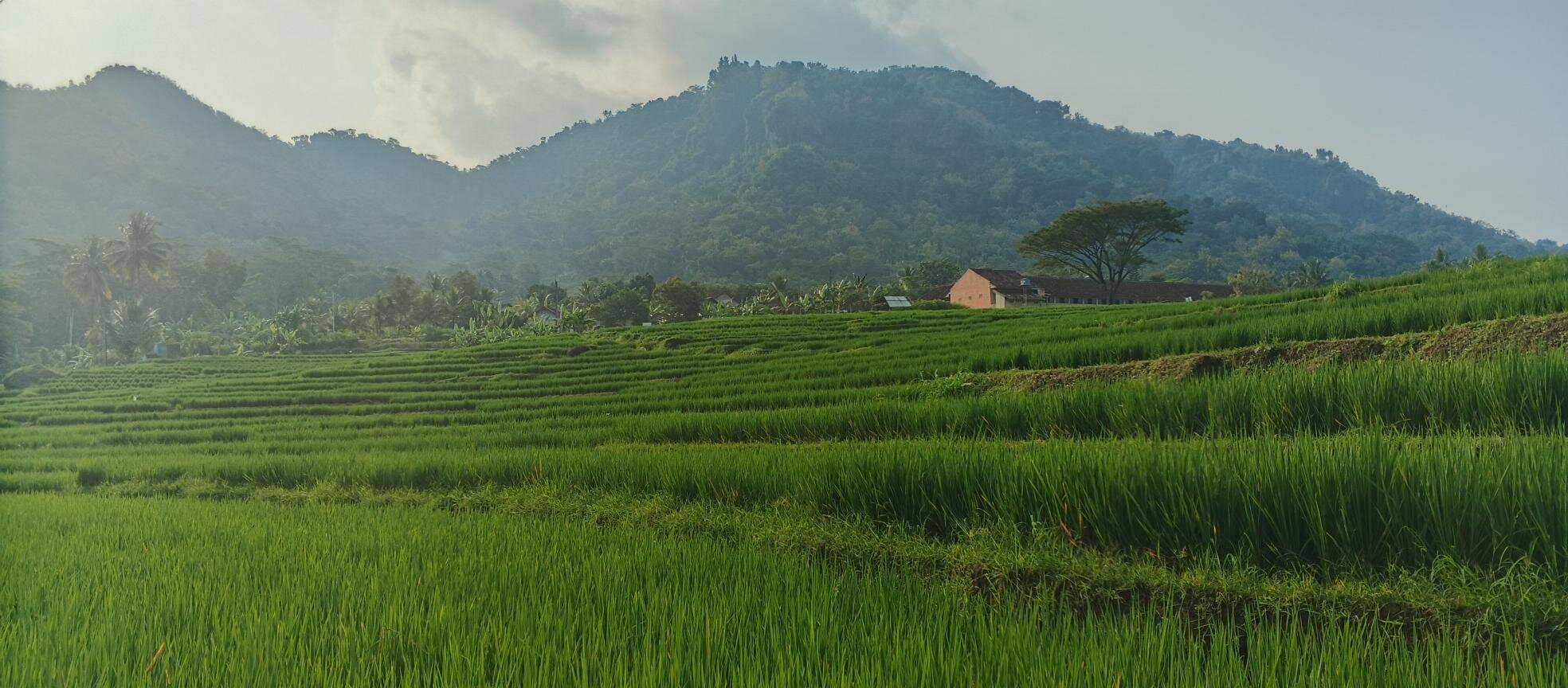 Sawah2.jpg