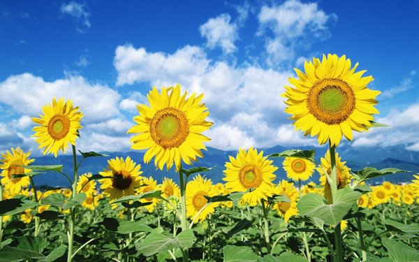 sunflower_452_2_25819100.jpg